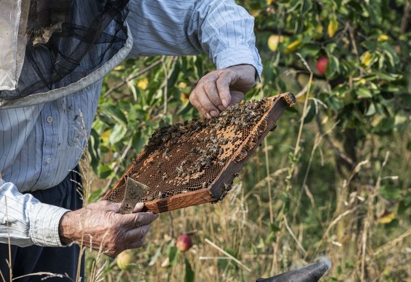 Quels sont les meilleurs exemples de marketing digital pour les entreprises de production de miel biologique ?
